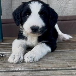 White collar - Tri-color female Bernedoodle puppy in Marlow, Oklahoma from Crider’s Critters