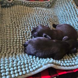 Boy 2 - Black and tan male Brussels Griffon puppy in Burton, Michigan from Purple Moon Pups
