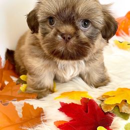 Shih Tzu Puppies from Arizona Sunrise Shih Tzus