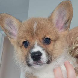 Baxter - Red male Pembroke Welsh Corgi puppy in Tomball, Texas from Larsen Loved Corgis