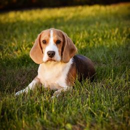 Boy 1 - Blue tan and white male Beagle puppy in Caldwell, Ohio from Folklore Kennel