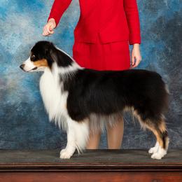 Turbo - Australian Shepherd