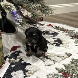 Phoebe - Black female Miniature Schnauzer puppy in Biggs, California from Melton's Mini Schnauzers