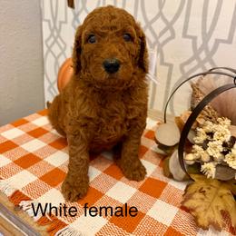 White female - Red  female Goldendoodle puppy in Haughton, Louisiana from Bailey’s Cajun Canines