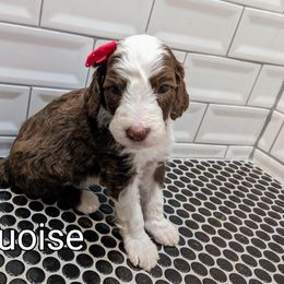 Turquoise - Brown and white Sheepadoodle puppy in Cleburne, Texas from DoodlesOjoy