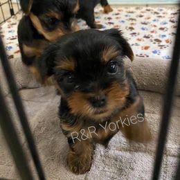 Yorkshire Terrier Puppies from R&R Yorkies of San Antonio