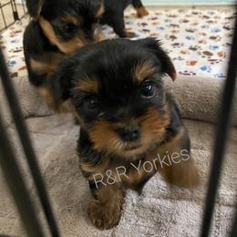 Yorkshire Terrier Puppies from R&R Yorkies of San Antonio