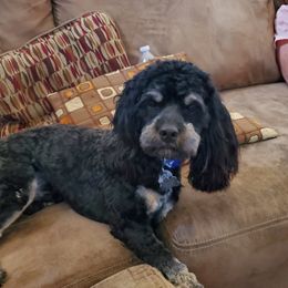 Dunkin - Cockapoo