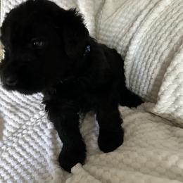 Riki - Black male Giant Schnauzer puppy in Woodstock, Virginia from Seven Bends Giants