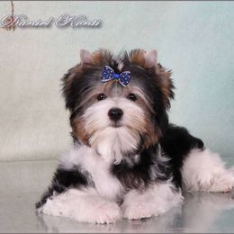 Sergei aka Little Man - Biewer Terrier