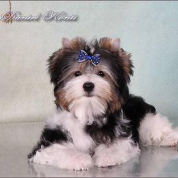 Sergei aka Little Man - Biewer Terrier