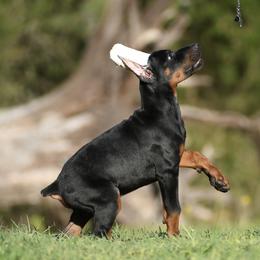 Ares - Black and rust male Doberman Pinscher puppy in Overton, Texas from Obsidian Kennel
