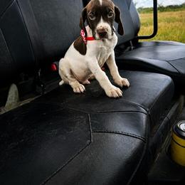 Male 2 - Liver and white male German Shorthaired Pointer puppy in Axtell, Texas from Texas German Shorthaired Pointers