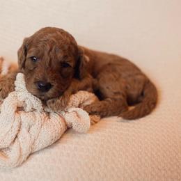Sage - Red  female Goldendoodle puppy in Georgia from Mother of Golden Doodles