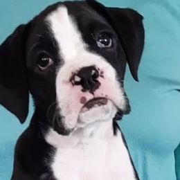 Girl 1 - Boxer puppy in Ellensburg, Washington from Savvy Boxers Seattle