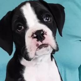 Girl 1 - Boxer puppy in Ellensburg, Washington from Savvy Boxers Seattle