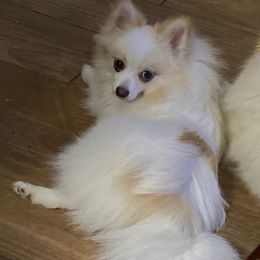 Keke - Pomeranian
