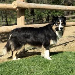 Kahuna - Border Collie