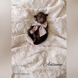 Autumn - Chocolate female Goldendoodle puppy in Cold Spring, Minnesota from A.N.A. Doodles