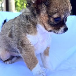 Chihuahuas from Rosemont Chis