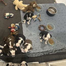 Border Collie Puppies from Apex Border Collies