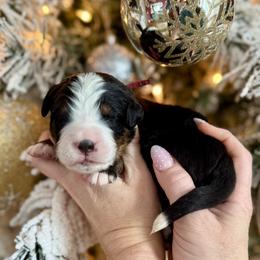 Maroon collar - Black rust and white male Bernese Mountain Dog puppy in Altura, Minnesota from Bluffside Berners