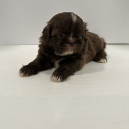 Shih Tzu Puppies from Moore Shih Tzus