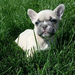 French Bulldog Puppies from Blue Mountain French Bulldogs