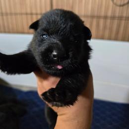 Viserion - Green Collar Male - Black male German Shepherd puppy in Hawthorne, Florida from Lace's High Flying German Shepherds And Golden Retrievers
