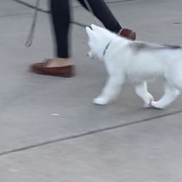 Siberian Husky Puppies from TreeLine Siberians