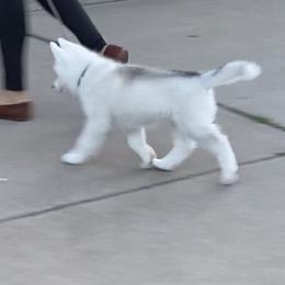 Siberian Husky Puppies from TreeLine Siberians