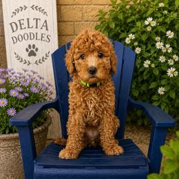 Willow - Red female Bernedoodle puppy in Clovis, California from Delta Doodless