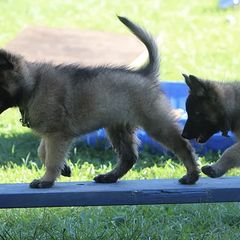 Belgian Sheepdogs and Belgian Tervuren from Kristi Schreiber's Belgian Sheepdogs & Belgian Tervurens