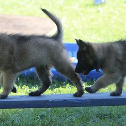 Belgian Sheepdogs and Belgian Tervuren from Kristi Schreiber's Belgian Sheepdogs & Belgian Tervurens