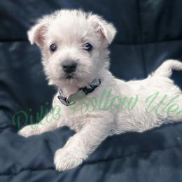 Gray - White male West Highland White Terrier puppy in Cleveland Tx, Texas from Pixie Hollow Westies