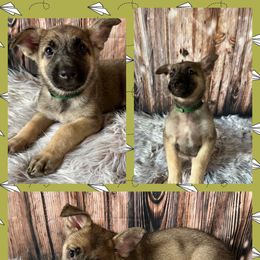 German Shepherd Puppies from Pocono GSD