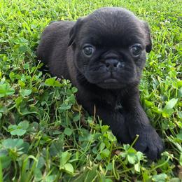 Girl 2 purple - Black female Pug puppy in Bainbridge, Ohio from Snuggle Pugs