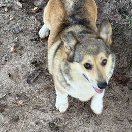 Rebel - Sable female Pembroke Welsh Corgi puppy in Jenkinsburg, Georgia from Red Elephant Farms