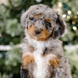 Aussiedoodles and Labradoodles from Doodles & Co