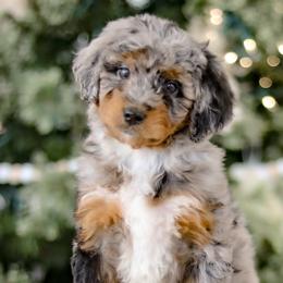 Aussiedoodles and Labradoodles from Doodles & Co