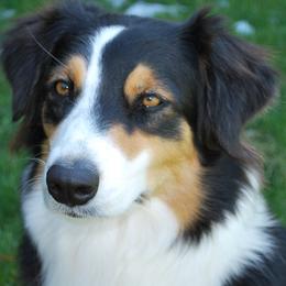 Breeze - Australian Shepherd