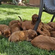 Irish Setters from Rocky Mountain Irish Setters