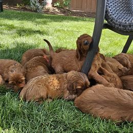 Irish Setters from Rocky Mountain Irish Setters