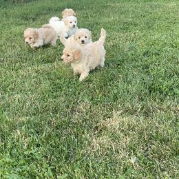 Poodle Puppies from Diaz Poodles