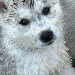 Siberian Husky Puppies from Valerie Schmaltz