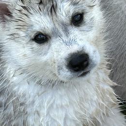 Siberian Husky Puppies from Valerie Schmaltz