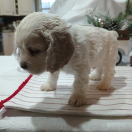 Cocker Spaniel Puppies from Hartwell Cocker Spaniel Kennel