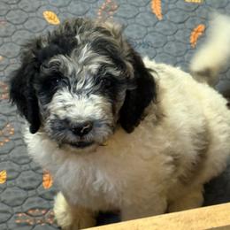Zayla - female Newfypoo puppy in San Antonio, Texas from Mammoth Doodles