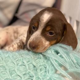 Cody - Piebald male Dachshund puppy in Decatur, Mississippi from KP Dachshunds