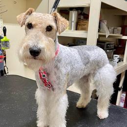 Tilda - Wire Fox Terrier
